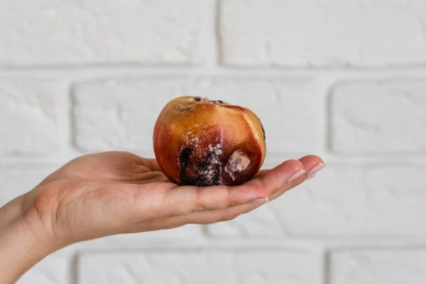 Peach with mold on a hand. Spoiled food