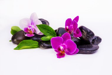 Orkide sağlık ve spa