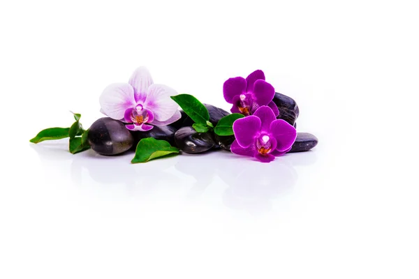 Orkide sağlık ve spa