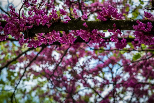 Baum mit Blumen — Stockfoto