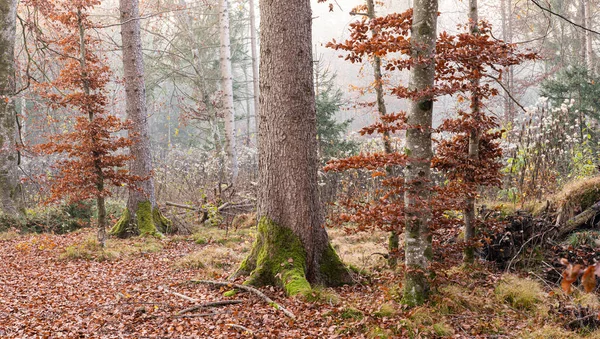 Panorama Des Herbstlichen Nebelwaldes Herbst Wald Nebel Panoramalandschaft Waldnebel Herbstpanorama — Stockfoto