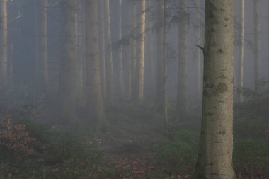 Çok gizemli ve ıssız bir atmosfer. Karanlık bir ormanda karanlık bir günde. Yoğun bir sis var..