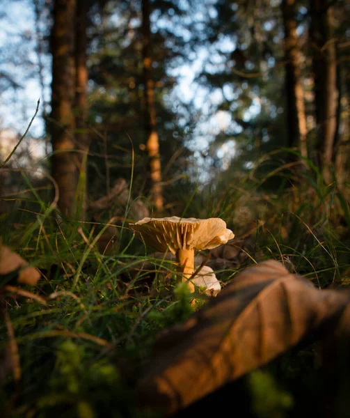 Лесной Коричневый Гриб Естественном Фоне Высокое Качество Фото — стоковое фото