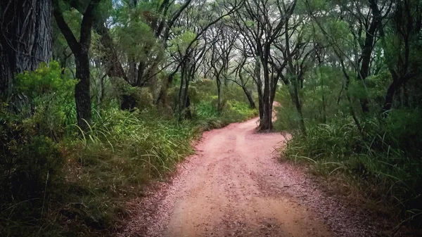 Eucalyptus Forest Foliage Winding Gram Track Small Gully Cowaramup Δυτική — Φωτογραφία Αρχείου