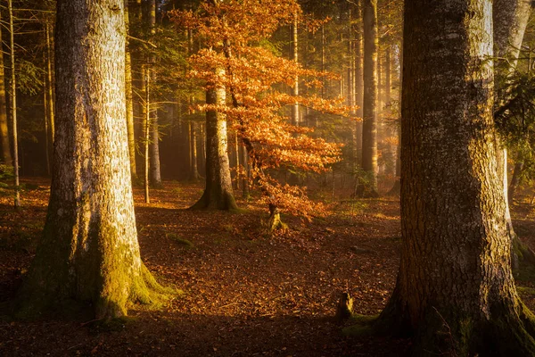 Zauberhafter Herbstwald Park Schöne Szene Nebliger Alter Wald Mit Sonnenstrahlen — Stockfoto