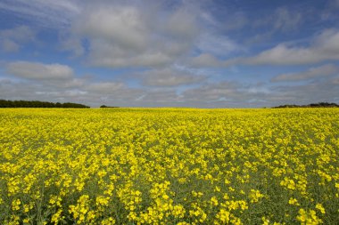Canola Alanı Güney Avustralya Bulutlu mavi gökyüzü