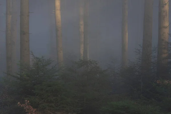 Mystische Landschaft Buchenwald Mit Wenigen Blättern Die Der Kalten Jahreszeit — Stockfoto