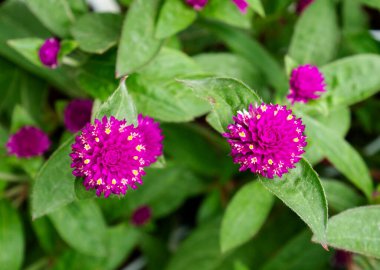 Parlak morumsu Gromphrena globosa bitkisinin yakın çekim alanı, genellikle küresel arranth olarak bilinir, yenilebilir bir bitkidir.