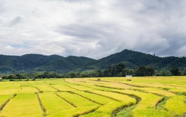 Tayland pirinç alan