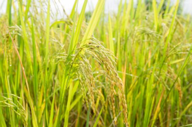 Tayland pirinç alan