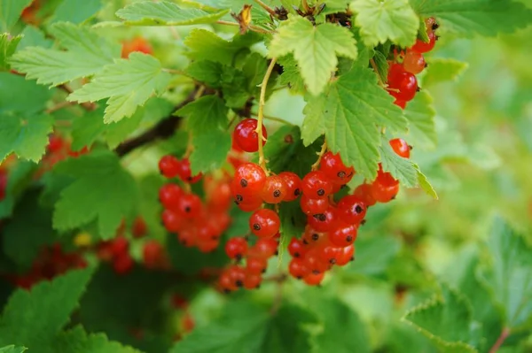 Red Currant Branch — Stock Photo, Image