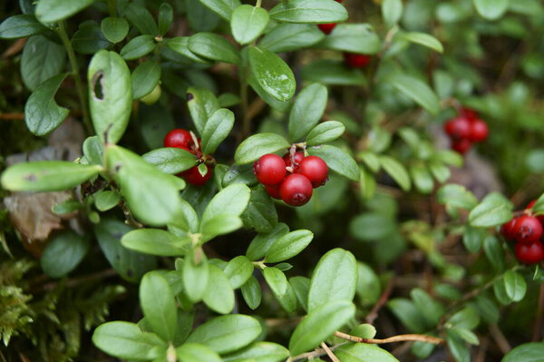 Fresh forest cranberries among small green leaves