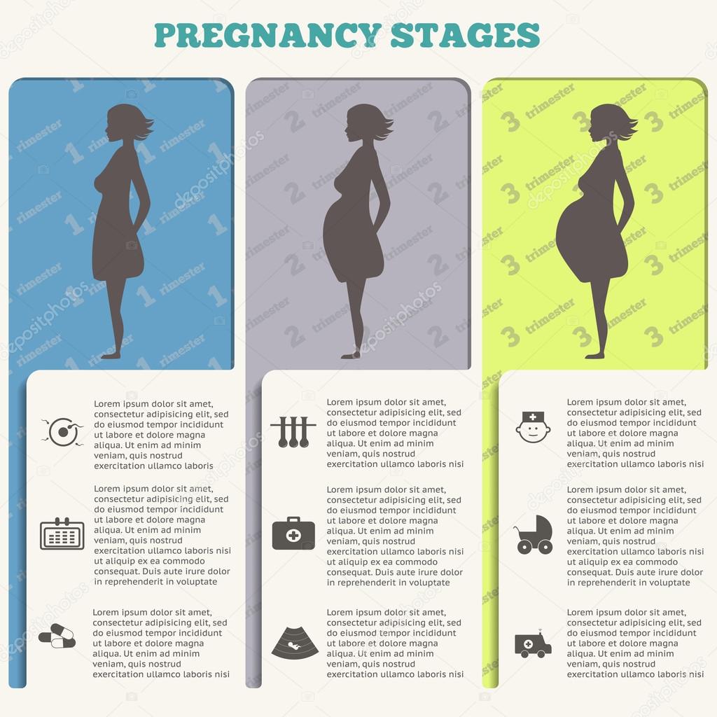 Pregnancy and birth infographics, pregnancy stages