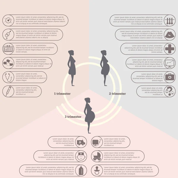 gebelik ve doğum infographics, gebelik aşamaları