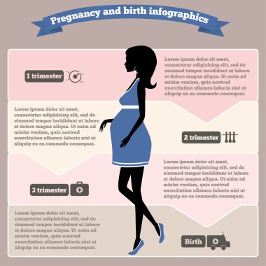 gebelik ve doğum infographics, gebelik aşamaları