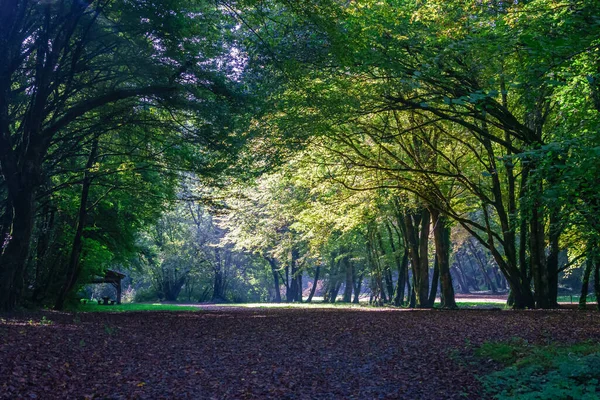 Floresta Dordonha Outono França — Fotografia de Stock