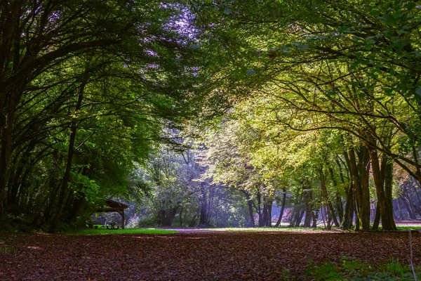 Bosque Dordoña Otoño Francia — Foto de Stock