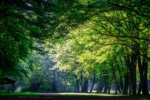 Bosque Dordoña Otoño Francia — Foto de Stock