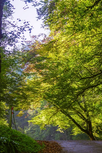 Floresta Dordonha Outono França — Fotografia de Stock