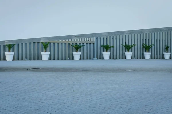 White Pots Cycas Revoluta — Stock Photo, Image