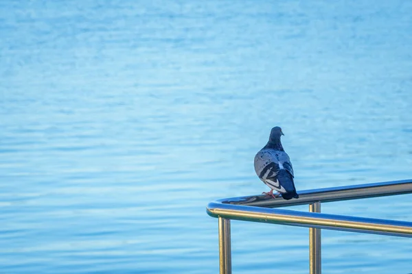 Pombo Corrimão Junto Mar — Fotografia de Stock