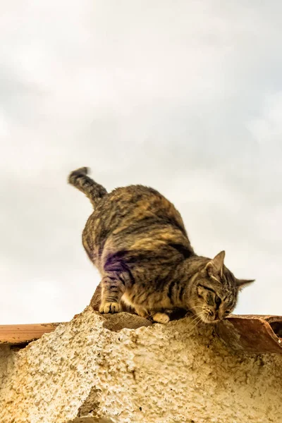 屋根の上の茶色の猫 — ストック写真