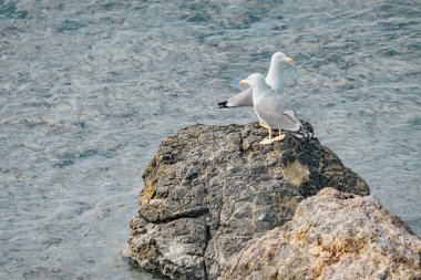 Martı denizdeki bir kayanın üzerinde dinleniyor..