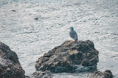 Martı denizdeki bir kayanın üzerinde dinleniyor..