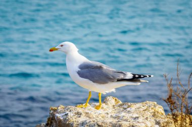 Martı denizdeki bir kayanın üzerinde dinleniyor..