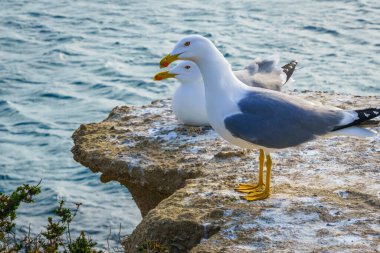 Martı denizdeki bir kayanın üzerinde dinleniyor..