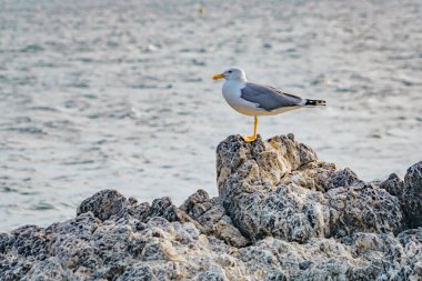Martı denizdeki bir kayanın üzerinde dinleniyor..