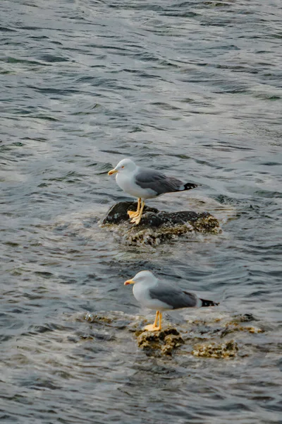 Seagull Rests Rock Sea — ストック写真