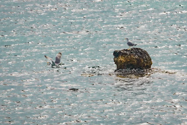 Seagull Rests Rock Sea — Fotografia de Stock