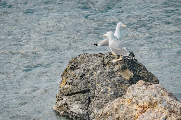 Seagull Rests Rock Sea — Fotografia de Stock