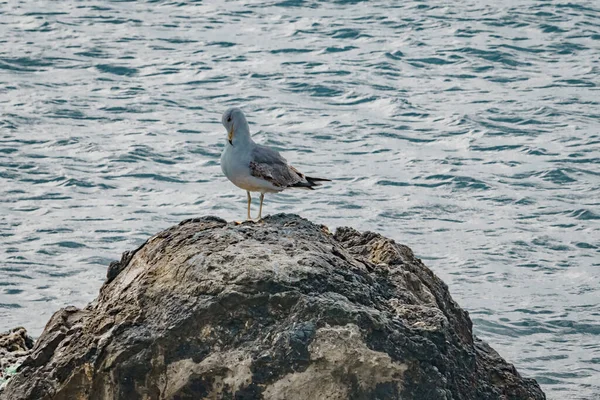 Gabbiano Poggia Una Roccia Nel Mare — Foto Stock