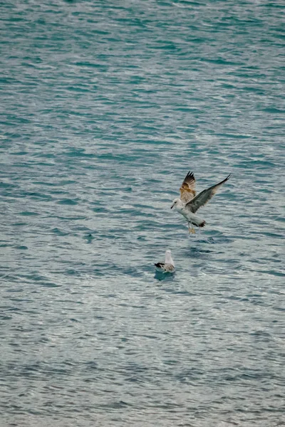 Pesca Gaivota Costa Praia — Fotografia de Stock