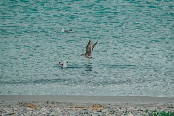 Gabbiano Pesca Sulla Riva Della Spiaggia — Foto Stock