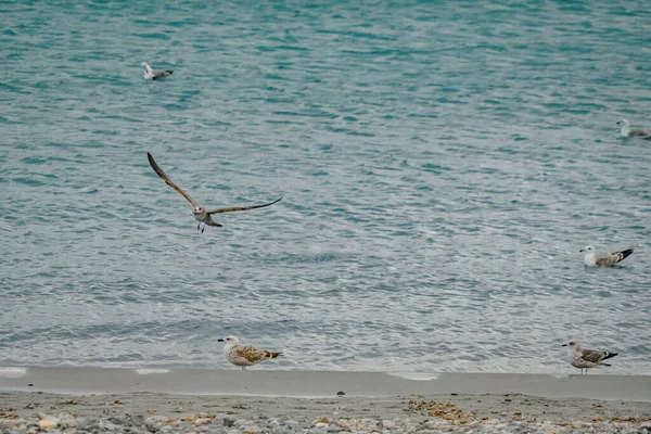 Gabbiano Pesca Sulla Riva Della Spiaggia — Foto Stock