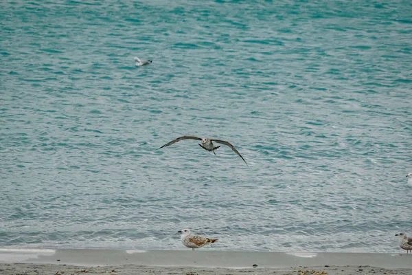 Pesca Gaivota Costa Praia — Fotografia de Stock