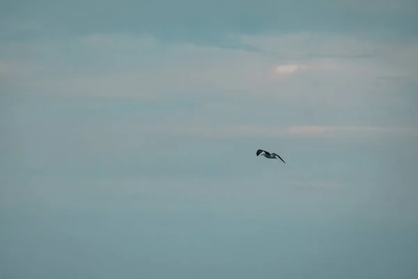 Racek Letící Modré Obloze — Stock fotografie