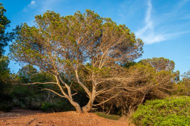 Es Tancats 'de Sunset Cala. Minorca. İspanya