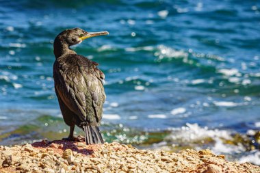 Cala Morell 'deki karabataklar. Minorca. İspanya.