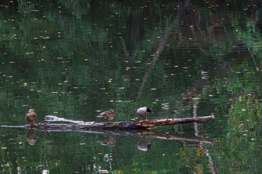 Carrion Nehri 'ndeki ördekler Sotillo' da ve Palencia 'daki Huerta del Obispo' da. İspanya