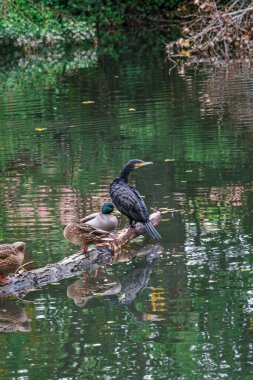 Palencia 'daki Carrion Nehri, Sotillo ve Huerta del Obispo' daki ördekler ve karabataklar. İspanya.