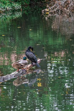 Palencia 'daki Carrion Nehri, Sotillo ve Huerta del Obispo' daki ördekler ve karabataklar. İspanya.