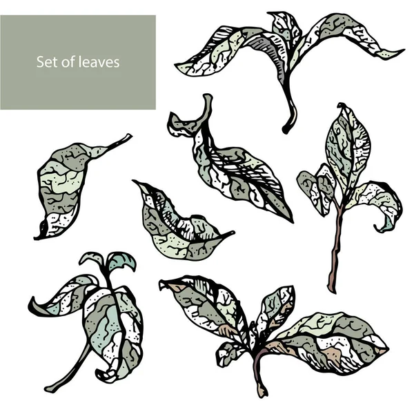 Set of hand drawn leaves. Trendy decorative traced elements. Vector illustration