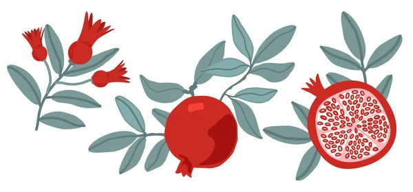 Set of vector pomegranate fruits, flowers and seeds illustration on white background. EPS in high resolution for floral design. Isolated elements. Flat illustration. Design for cosmetics, spa, pomegranate juice, health care products, perfume.