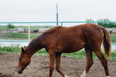 Çiftlikte güzel ve sağlıklı bir at gezdiriyorum. Hayvancılık ve at yetiştiriciliği.