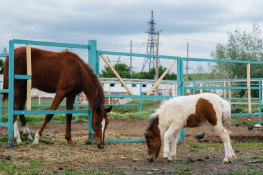 Güzel ve genç bir midilli kokluyor ve çiftlikteki yetişkin atlara ilgi gösteriyor. Hayvancılık ve at yetiştiriciliği.