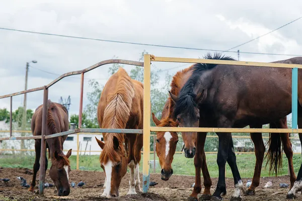 Çiftlikte güzel ve sağlıklı atları beslemek. Hayvancılık ve at yetiştiriciliği.